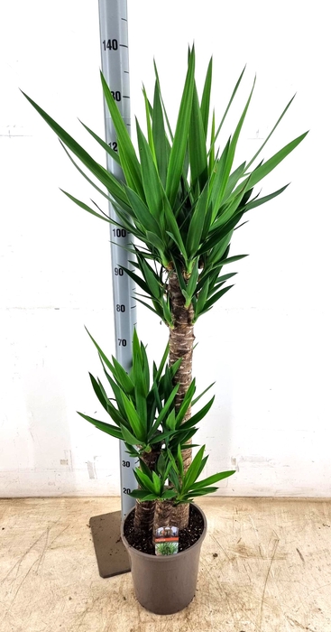 <h4>YUCCA</h4>