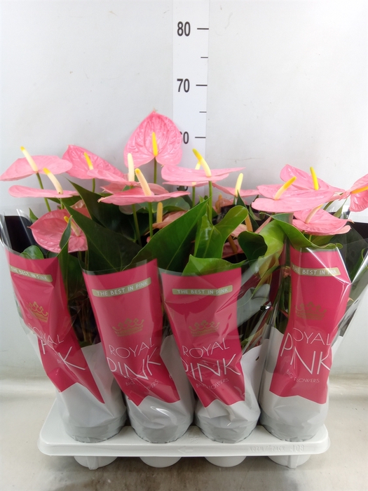 <h4>Anthurium andr. 'Colorado'</h4>