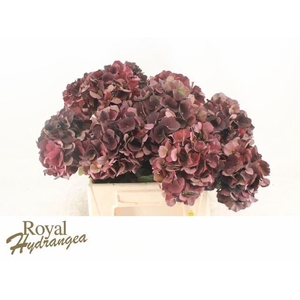 HORT MAGICAL DARK RUBY CLASSIC