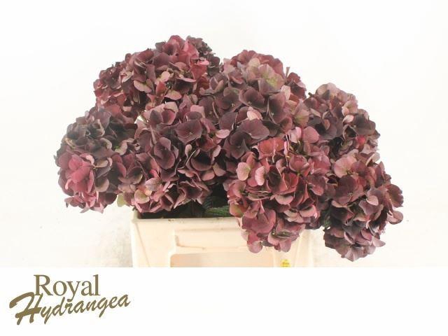 <h4>HORT MAGICAL DARK RUBY CLASSIC</h4>