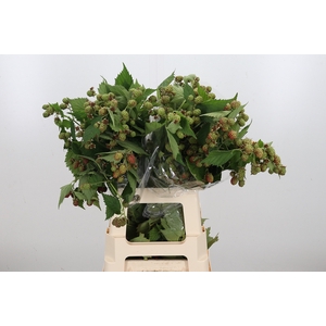 Rubus Fr Chester Braam