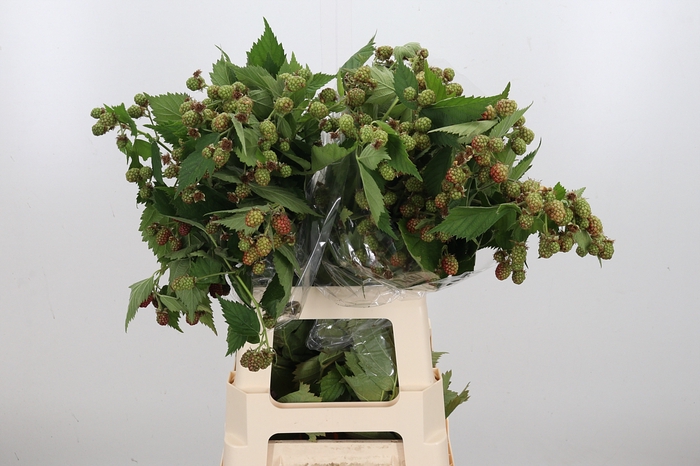 <h4>Rubus Fr Chester Braam</h4>