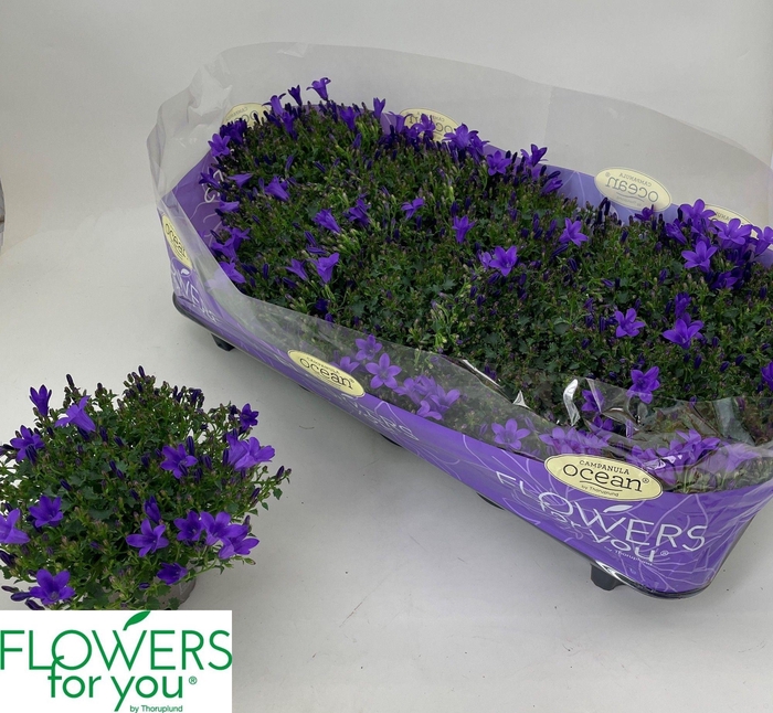 <h4>CAMP POR OCEAN</h4>