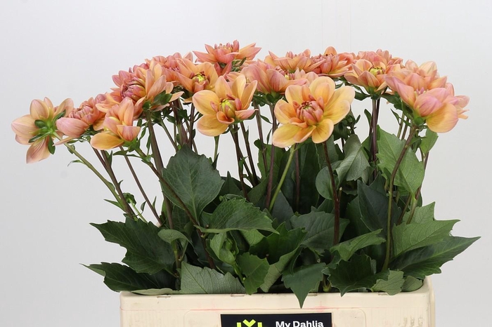 Dahlia Yelno Harmony