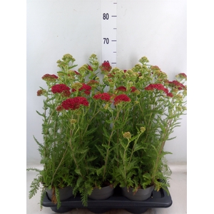 Achillea millef.