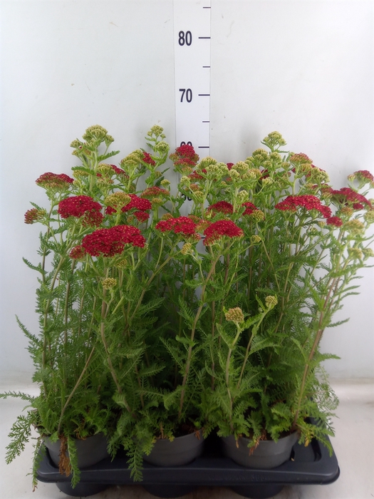 <h4>Achillea millef.</h4>