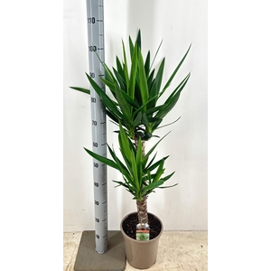 YUCCA