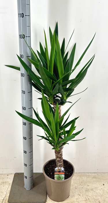 <h4>YUCCA</h4>