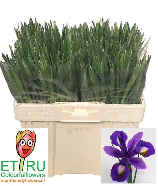 <h4>IRIS BLUE MAGIC</h4>