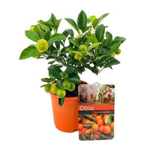 Citrus calamondin