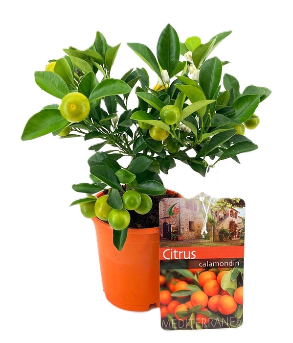 <h4>Citrus calamondin</h4>