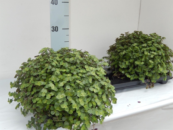 <h4>Callisia repens</h4>