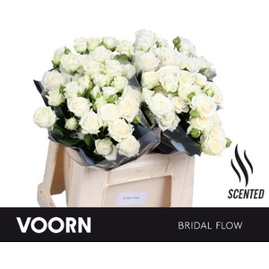 Rosa spray bridal flow scented