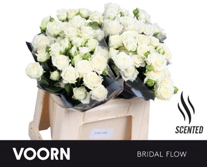 <h4>Rosa spray bridal flow scented</h4>
