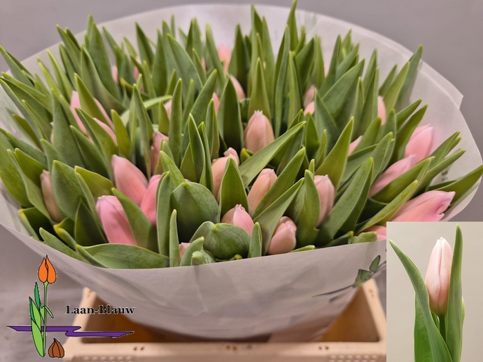 <h4>TU EN GABRIELLA</h4>