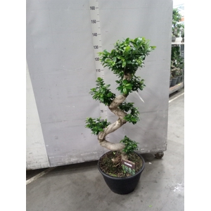 Ficus microcarpa 'Ginseng'