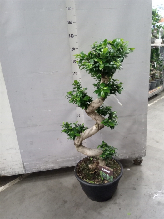 <h4>Ficus microcarpa 'Ginseng'</h4>