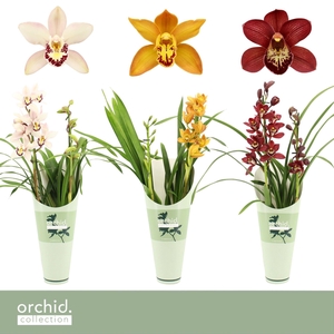 Cymbidium, Mix 2-spike 'Orchid Collection' Potcover