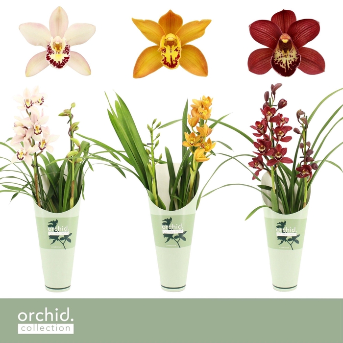 <h4>Cymbidium, Mix 2-spike 'Orchid Collection' Potcover</h4>