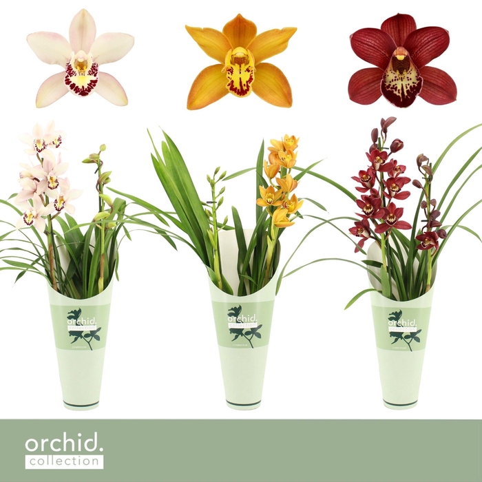 <h4>Cymbidium, Mix 2-spike 'Orchid Collection' Potcover</h4>