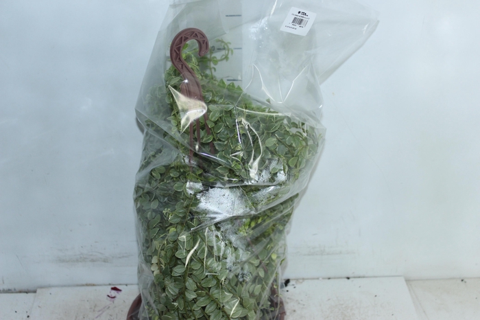 <h4>COLUMNEA MICROPHYLLA C21</h4>