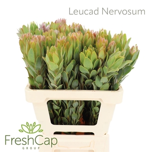 LEUCADENDRON NERVOSUM