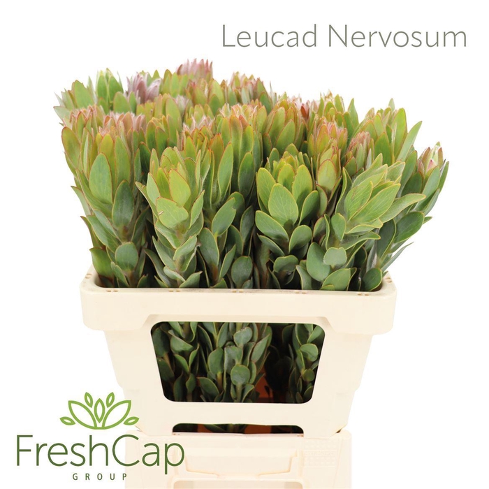 <h4>LEUCADENDRON NERVOSUM</h4>