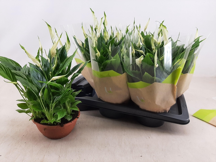 <h4>SPATH CHOPIN</h4>