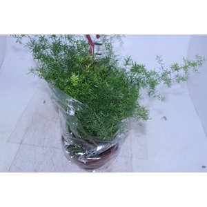 ASPARGO ALFINETE C21