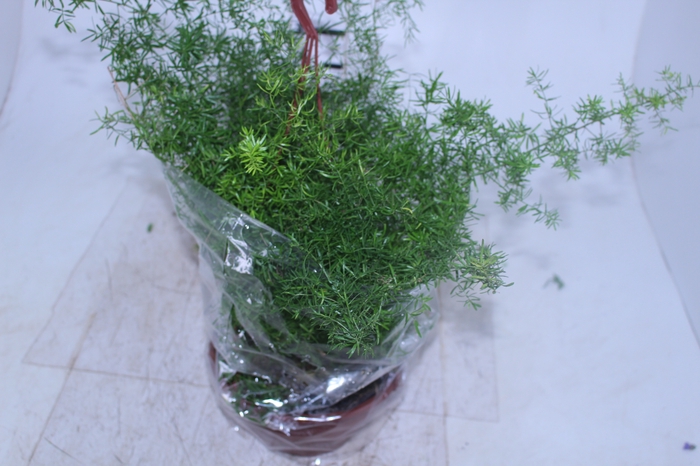 ASPARGO ALFINETE C21