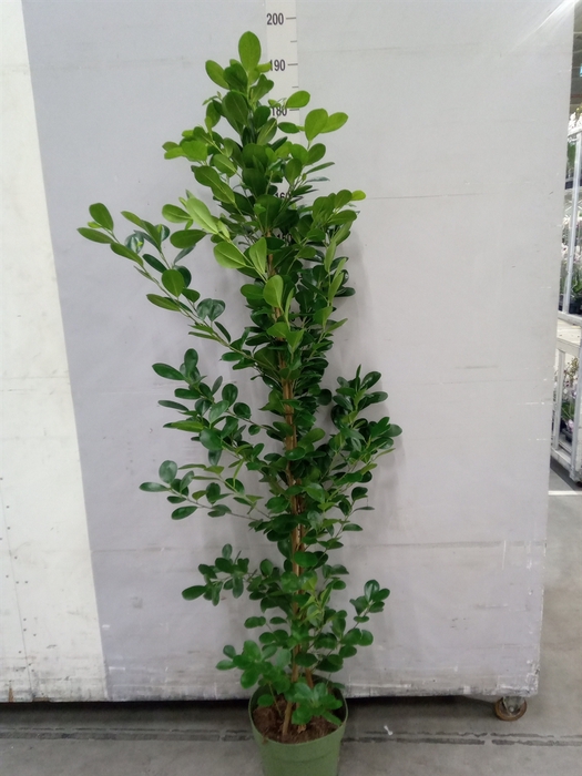 <h4>Ficus microcarpa 'Moclame'</h4>