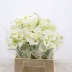 Calla Pure Art