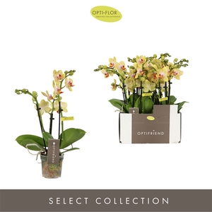 Phalaenopsis Multifloratypes overig geel