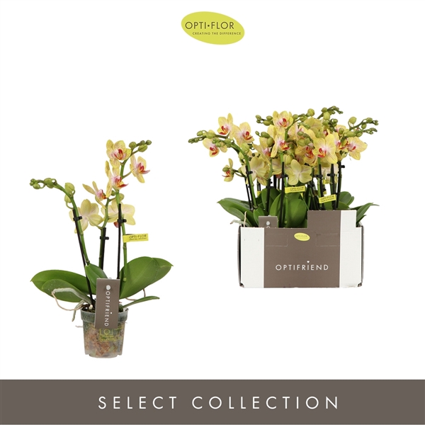 <h4>Phalaenopsis Multifloratypes overig geel</h4>