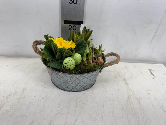 <h4>ARR PL IN SCHAAL</h4>