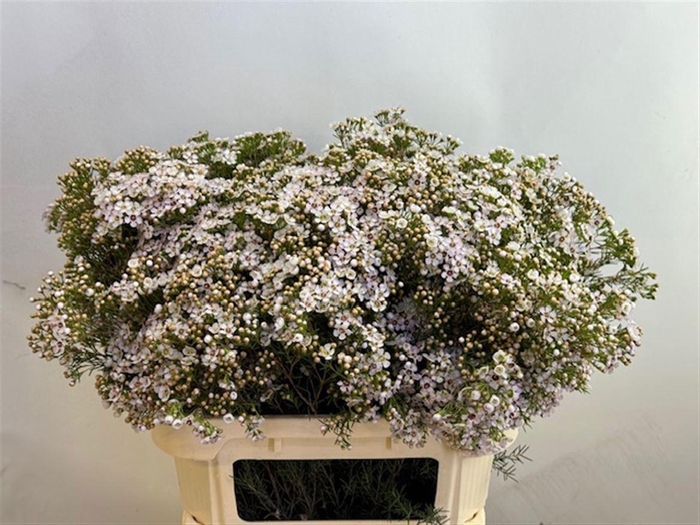 <h4>Chamelaucium Jupiter Moon</h4>