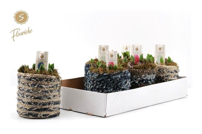 <h4>ARR HYACINTH H%</h4>