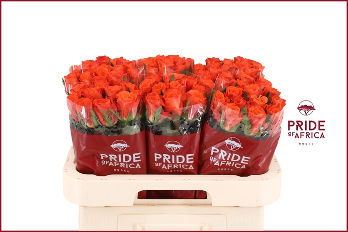 <h4>R GR MANDARIN</h4>