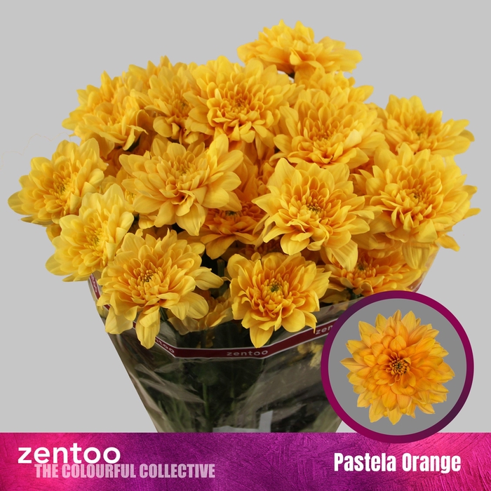 <h4>CHR T PASTELA ORANGE</h4>