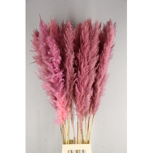 DF Pampas 130cm L.Pink