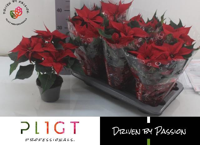 <h4>EUPHOR P CHR F RED</h4>