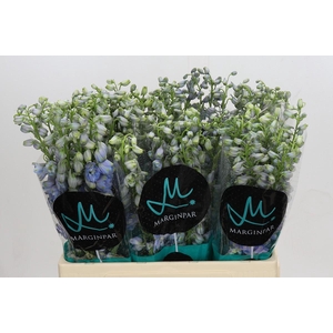 Delph Du Elatum Guardian Lavender