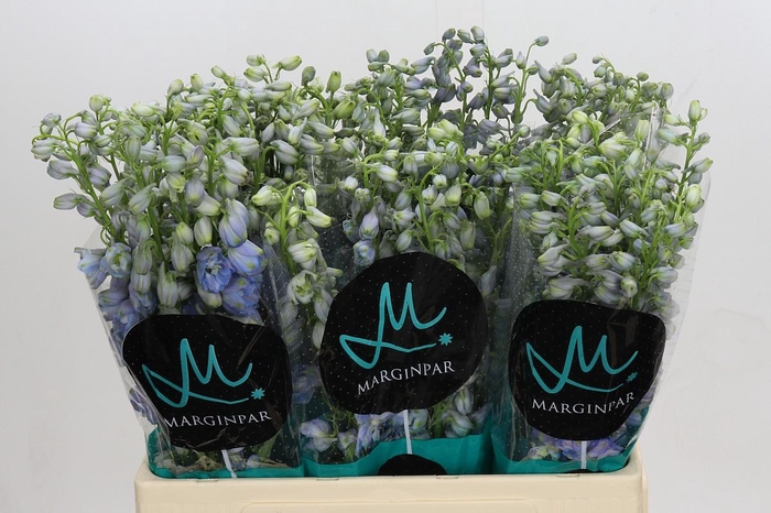 <h4>Delph Du Elatum Guardian Lavender</h4>