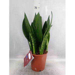 Sansevieria trifa. 'Hahnii'