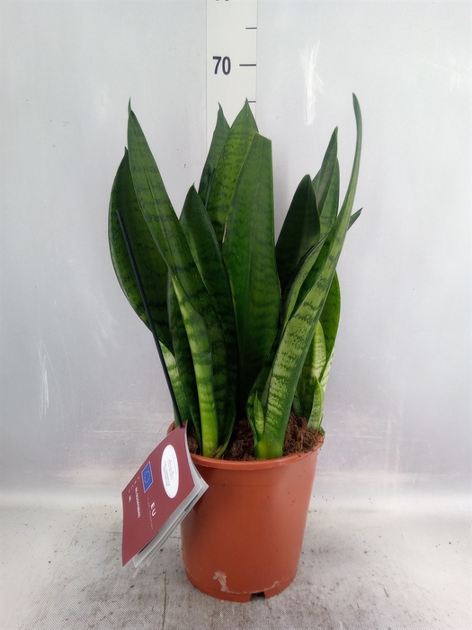 <h4>Sansevieria trifa. 'Hahnii'</h4>