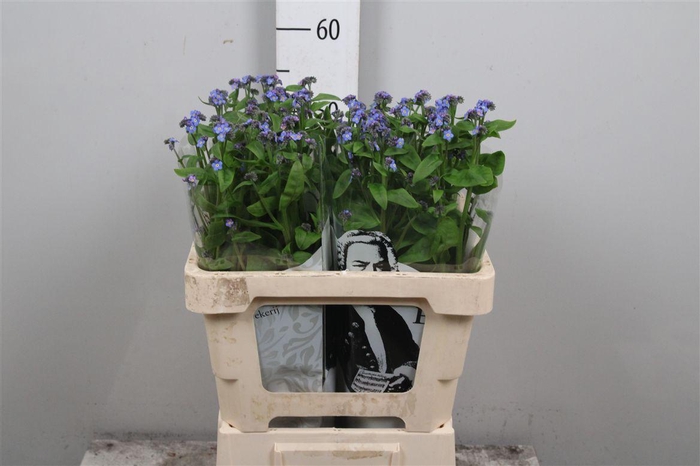 <h4>Myos Al Blue Memory</h4>