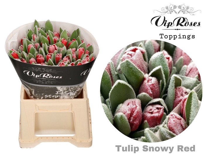 <h4>Tu En Frost Red</h4>