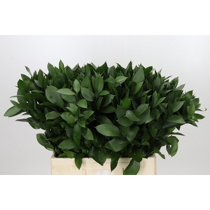 Ruscus Hypophyllum
