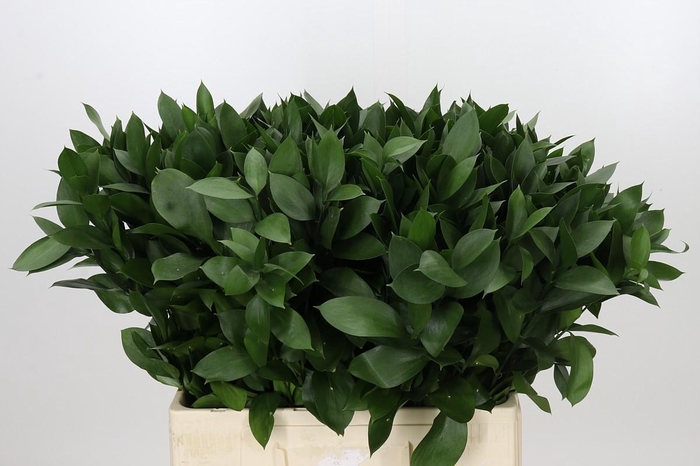 <h4>Ruscus Hypophyllum</h4>