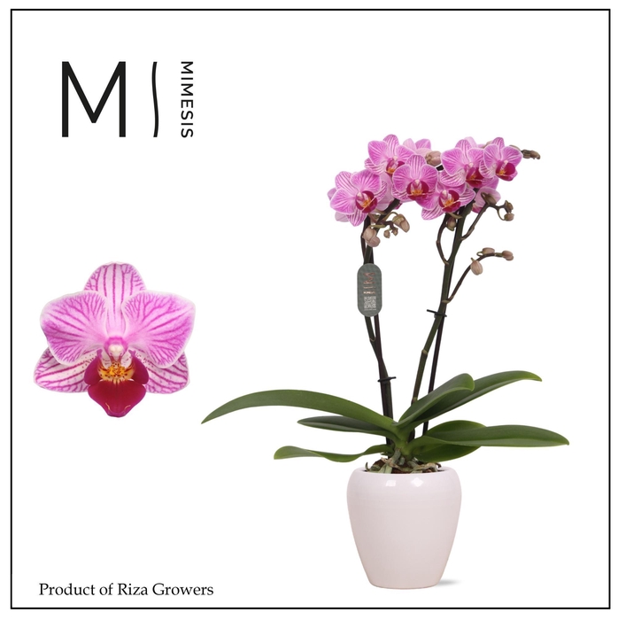 <h4>Phalaenopsis Lotte 2 spike – 7cm in Martine White | Mimesis</h4>